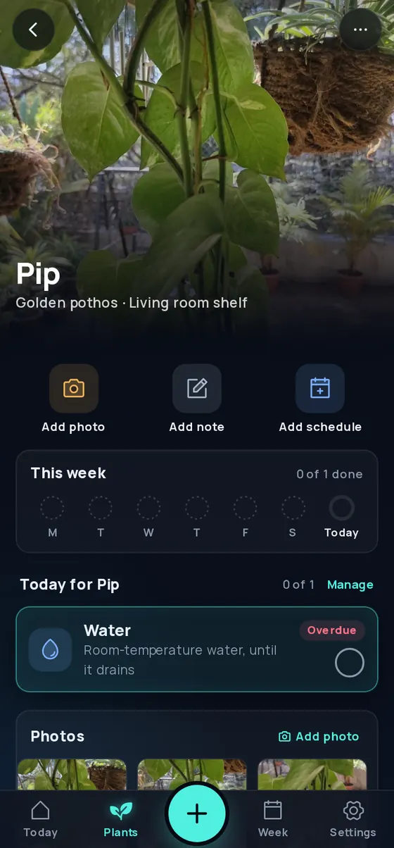 A plant's page: its photo across the top, quick actions, a week of completion rings and today's watering