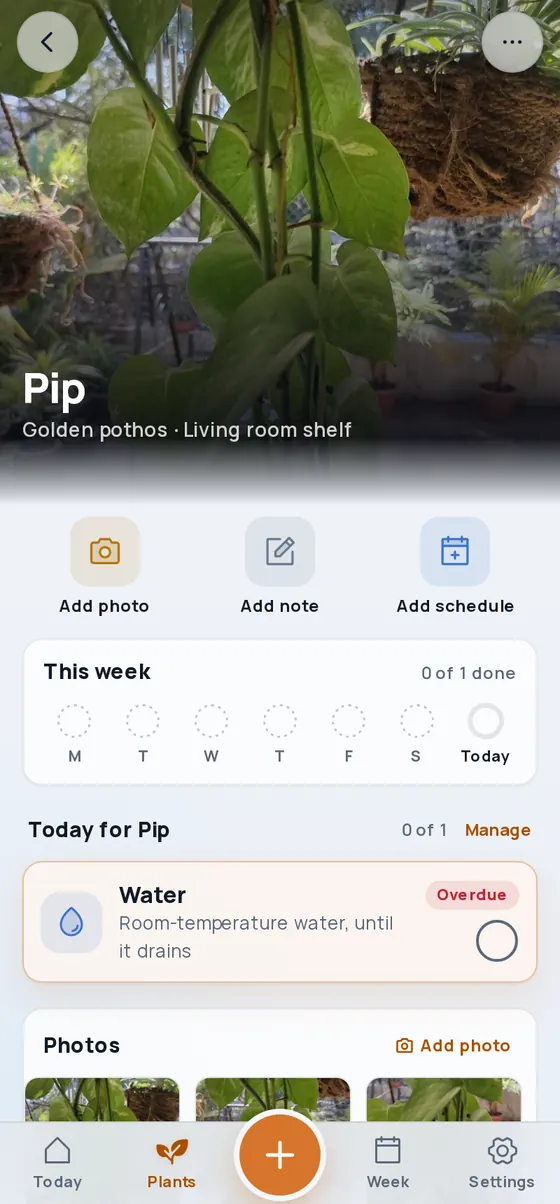 A plant's page: its photo across the top, quick actions, a week of completion rings and today's watering
